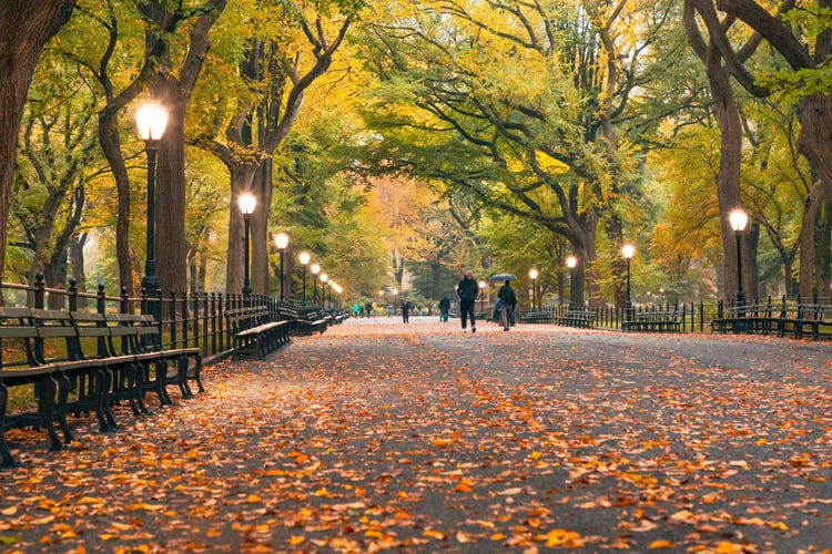 New york city in fall, leaves on the ground in the park