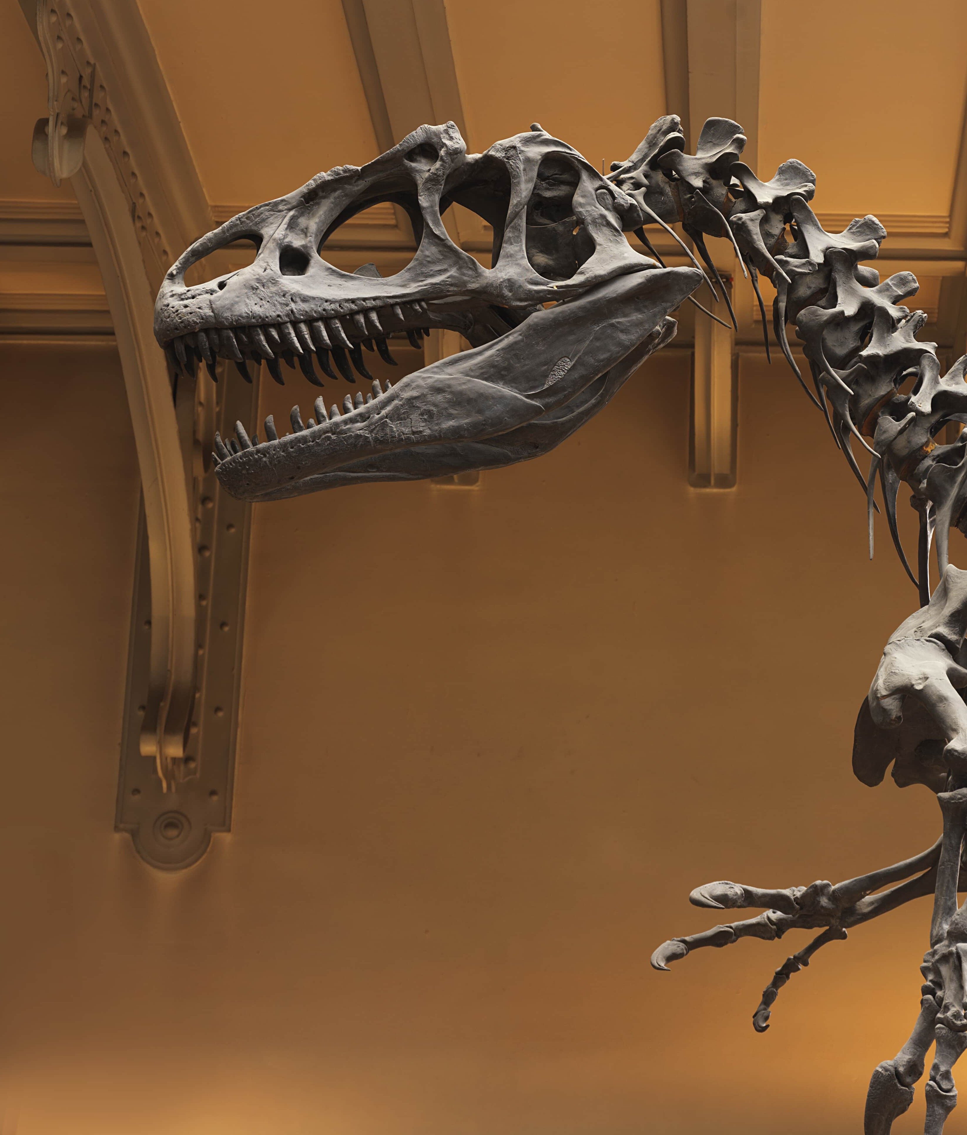 A skeleton of a T-Rex in NYC American Museum of Natural History